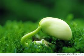 Hy vọng sống lại